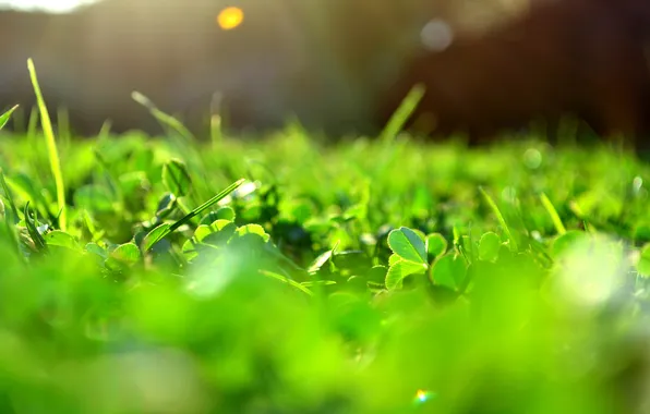Greens, the sun, macro, rays, light, glare, Grass, clover