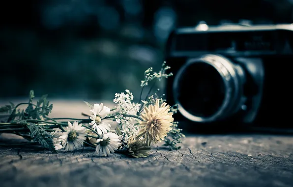 Picture macro, the camera, Wild Flowers