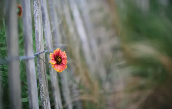 Picture flower, macro, the fence