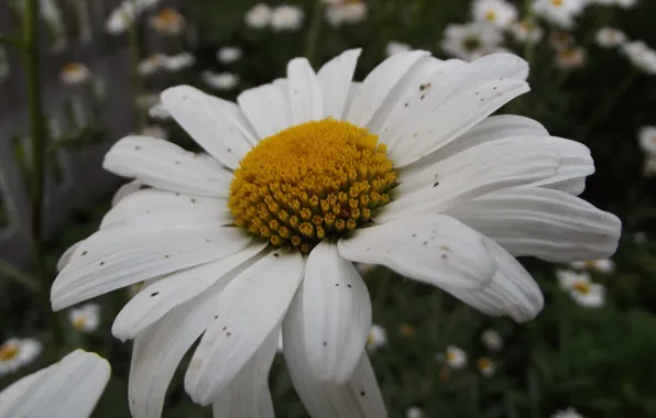 Picture macro, flowers, yellow, photo, chamomile, petals