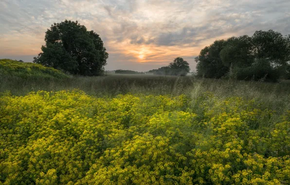 Field, clouds, trees, flowers, dawn, morning, yellow, haze