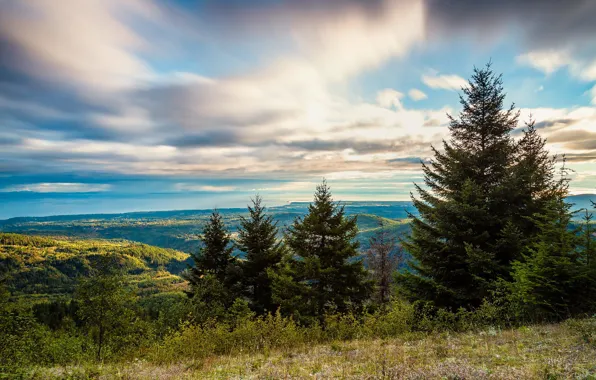Forest, the sky, clouds, trees, mountains, hills, view, height