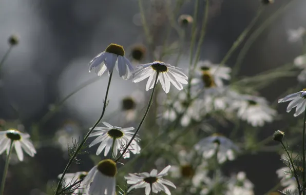White, flower, meadow, blooming