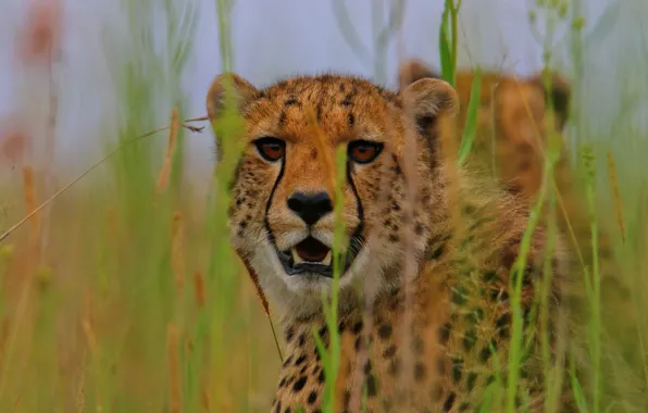 Grass, look, face, wild cat, Cheetah