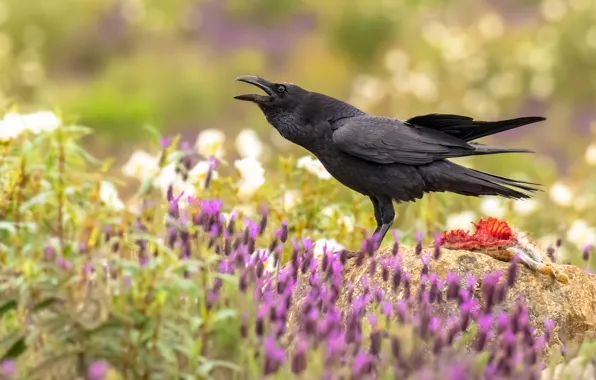 Flowers, bird, Raven, crow, mining