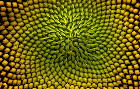 Sunflower, Colorado, USA, sunflower, inflorescence, Boulder