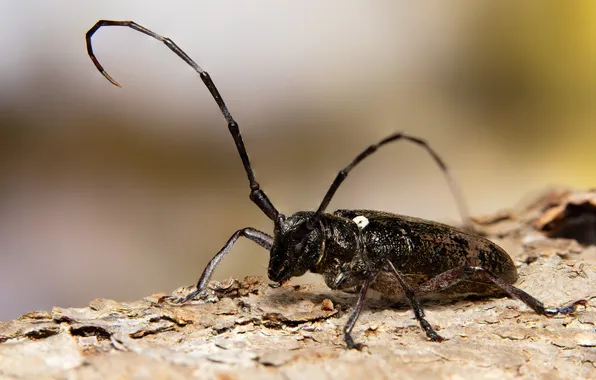 Mustache, insect, bokeh, Stephane, Monochamus scutellatus