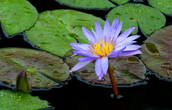 Flower, leaves, water, drops, lake, pond, the dark background, lilac