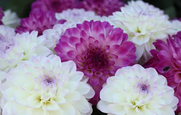 Macro, flowers, bouquet, pink, white, dahlias