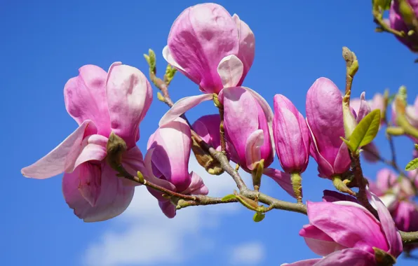 Picture the sky, trees, flowers, branches, blue, background, blue, beauty