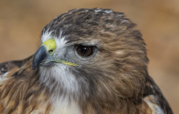 Picture look, bird, profile, Hawk