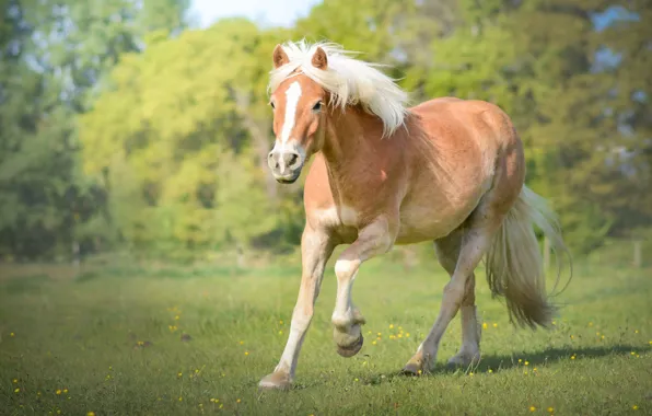 Picture greens, field, grass, trees, nature, Park, horse, glade