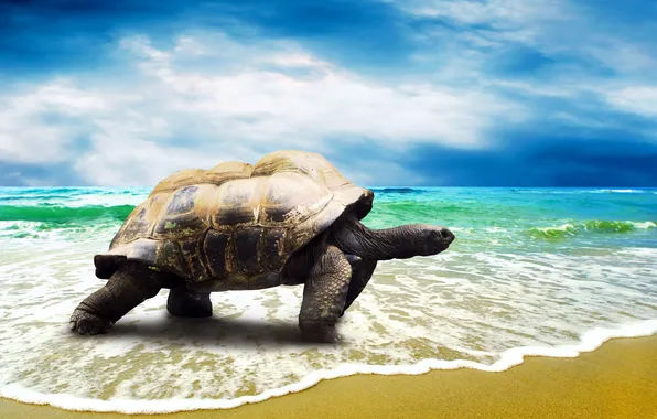 Sand, sea, beach, shore, turtle