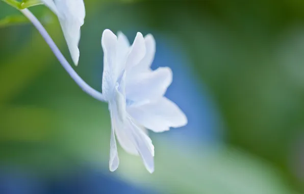 White, flower, macro, light, blue, tenderness, plant, petals
