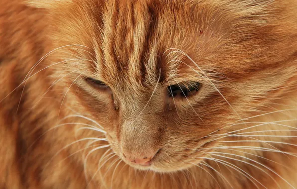 Picture cat, cat, face, red