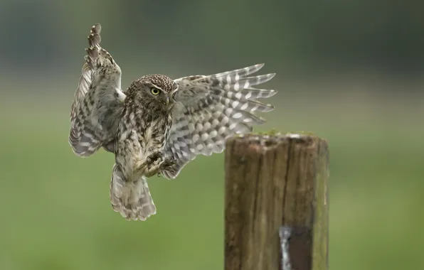 Picture owl, bird, stump, wings, landing