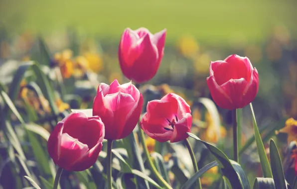 Picture flowers, petals, tulips