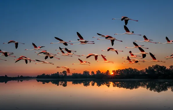 Sunset, birds, nature, lake, pack, Flamingo, flights