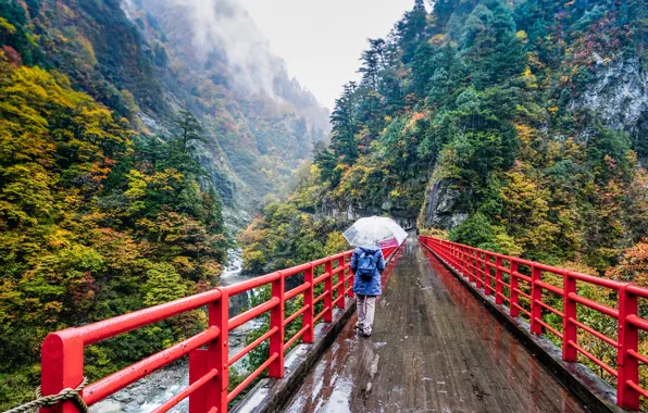 Nature, Mountains, Bridge, Fog, Japan, Forest, Rain, Umbrella