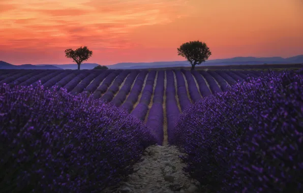 Field, the sky, trees, flowers, hills, France, the evening, the beds