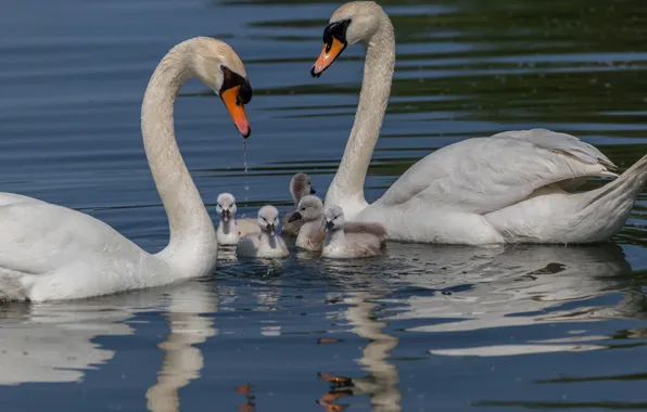 Family, pair, swans, Chicks, pond, the Lebeda