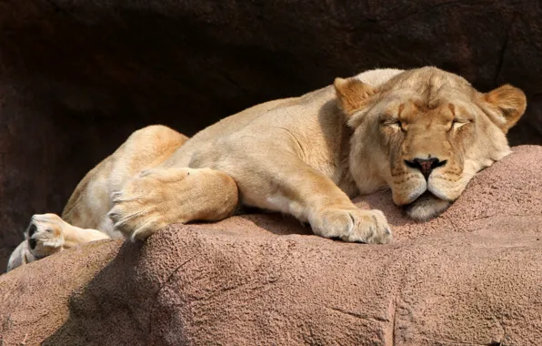 Lion, animal, big cat, lazy