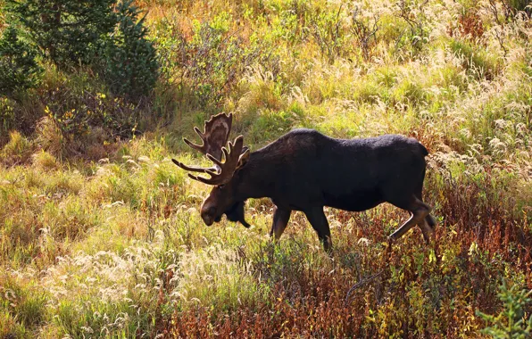 Picture autumn, grass, nature, glade, vegetation, walk, moose