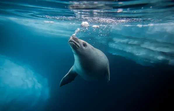 Sea, wave, look, water, bubbles, seal, face, Navy seal