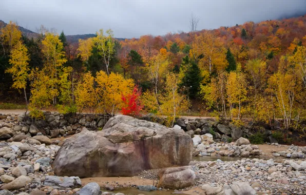 Picture autumn, forest, trees, nature, stones, colors, forest, Nature