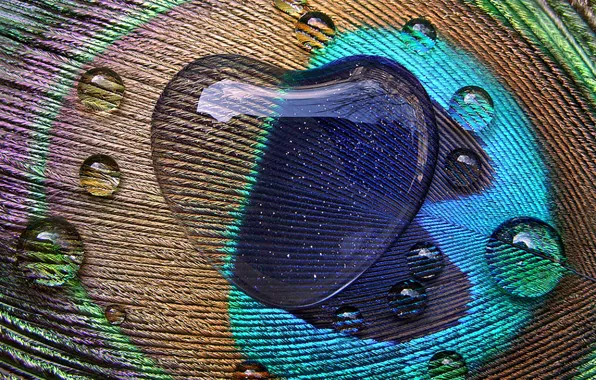 Drops, pen, pattern, heart, peacock