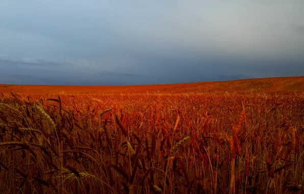 Wheat, field, spikelets, wheat field