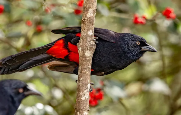 Picture branches, nature, pose, berries, bird, fruit, bokeh, red-black