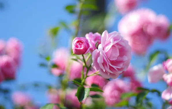 Picture flowers, branches, roses, garden, pink, buds, the bushes, rosette