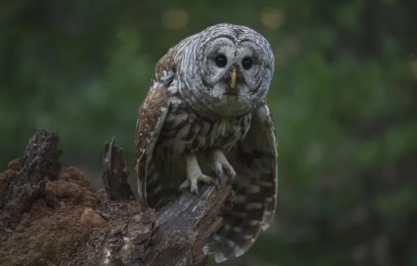 Sand, look, nature, pose, owl, bird, stump, bokeh