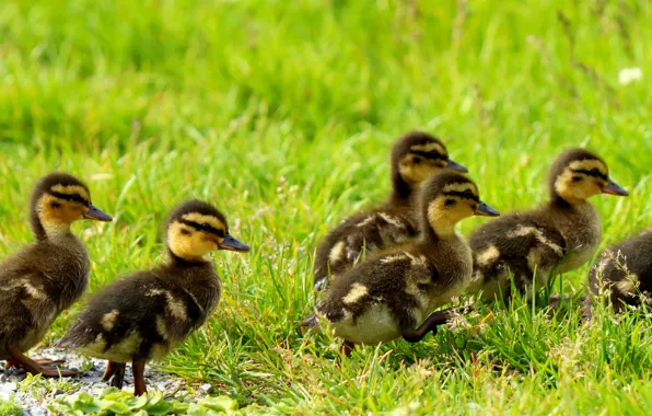 Greens, grass, birds, glade, duck, spring, walk, ducklings
