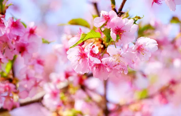 Light, flowers, branches, cherry, background, spring, Sakura, pink