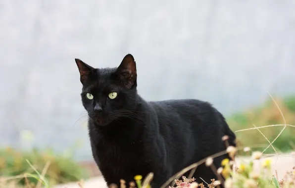 Picture cat, cat, black