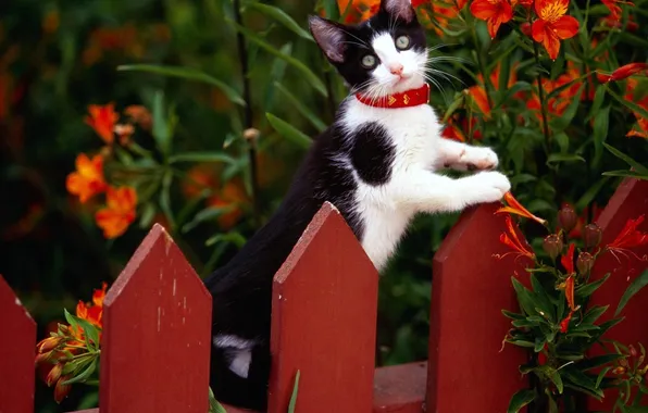 Picture flowers, kitty, the fence, collar