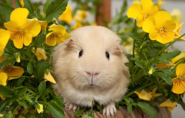 Flowers, Guinea pig, Pansy