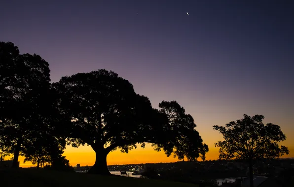 Trees, Park, twilight, Australiaвечер, Observatory Hill in Sydney