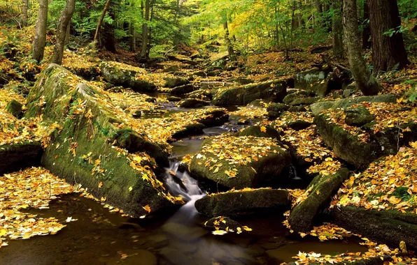 Autumn, forest, leaves, nature, river, stones