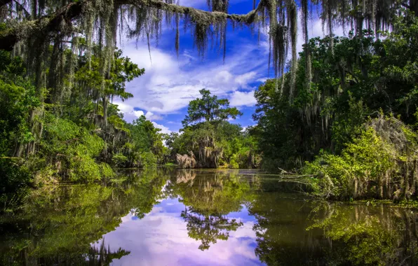 Picture trees, reflection, river, Louisiana, Louisiana, Barataria, Barataria