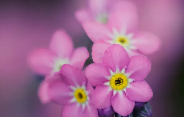 Macro, flowers, pink