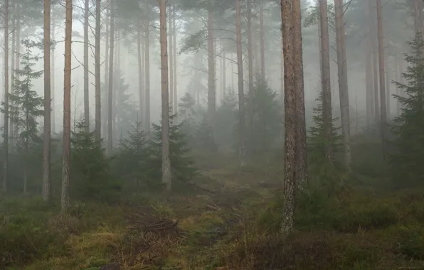 Forest, trees, nature, fog, Norway, Norway, Telemark, Telemark