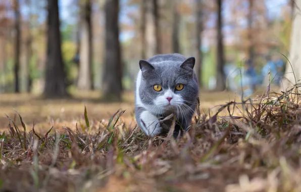 Autumn, forest, cat, grass, look, pose, Park, kitty
