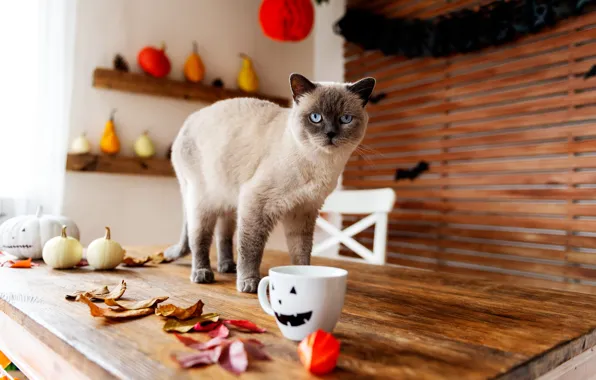 Autumn, cat, cat, look, pose, table, holiday, window