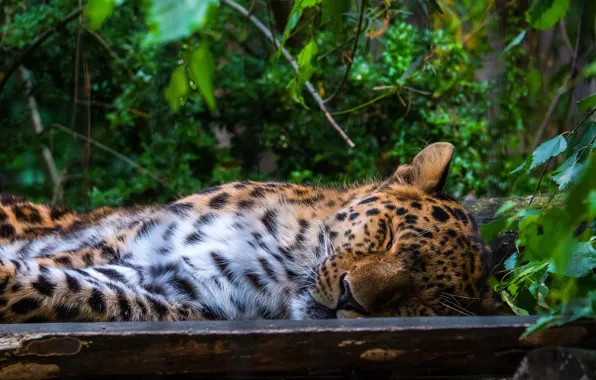 Face, branches, stay, foliage, Board, sleep, leopard, sleeping