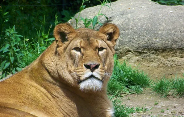 Look, face, predator, Leo, lioness