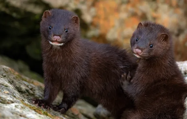 Look, stones, two, pair, faces, St., mink