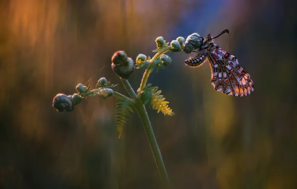 Picture macro, background, butterfly, insect, fern, Wallpaper from lolita777